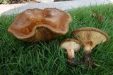 Paxillus cuprinus image
