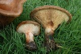 Paxillus cuprinus image