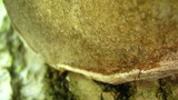 Phellinus tremulae image