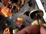 Psilocybe azurescens image