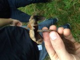 Psilocybe azurescens image