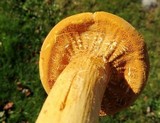 Phaeolepiota aurea image