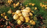 Phaeolepiota aurea image