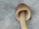 Amanita sect. Vaginatae image