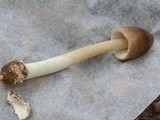 Amanita sect. Vaginatae image