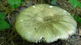 Megacollybia rodmani image