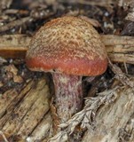 Gymnopilus aeruginosus image