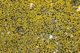 Candelariella aurella image