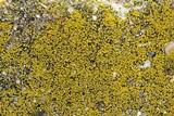 Candelariella aurella image