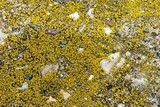 Candelariella aurella image