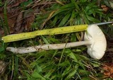 Amanita sect. Vaginatae image
