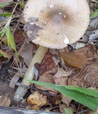 Amanita sect. Vaginatae image