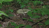 Megacollybia rodmani image