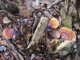 Ganoderma curtisii image