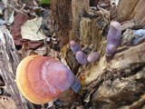 Ganoderma curtisii image