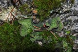 Peltigera britannica image