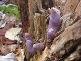 Ganoderma curtisii image