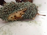 Penicillium vulpinum image