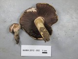 Agaricus californicus image