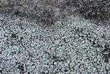 Stereocaulon condensatum image