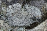 Stereocaulon condensatum image