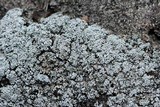 Stereocaulon condensatum image