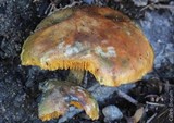 Gymnopilus aeruginosus image