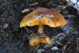 Gymnopilus aeruginosus image