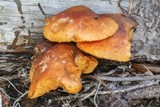 Gymnopilus aeruginosus image