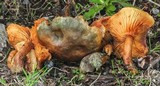 Gymnopilus aeruginosus image