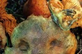 Gymnopilus aeruginosus image