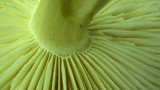 Megacollybia rodmani image