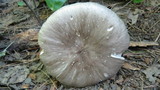 Megacollybia rodmani image