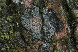 Fuscopannaria leucosticta image