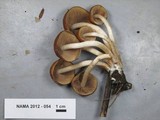 Psathyrella piluliformis image