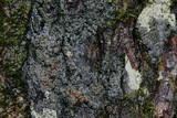 Fuscopannaria leucosticta image