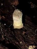 Trichocoma paradoxa image