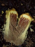 Trichocoma paradoxa image