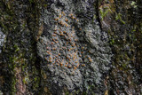 Fuscopannaria leucosticta image