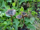 Psilocybe baeocystis image