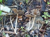 Psilocybe baeocystis image