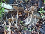 Psilocybe baeocystis image