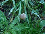 Psilocybe baeocystis image