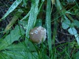 Psilocybe baeocystis image