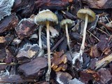 Psilocybe baeocystis image