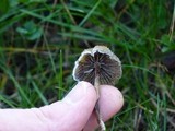 Psilocybe baeocystis image