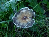 Psilocybe baeocystis image