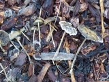 Psilocybe baeocystis image
