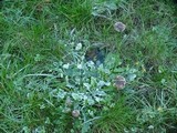 Psilocybe baeocystis image
