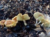 Gymnopilus sapineus image